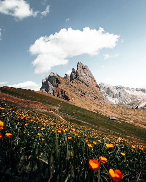 A group of trees in a grassy field photo – Free Nature Image on Unsplash Love For Nature, Today Images, Grass Background, Spring Images, Mountain Background, A Field Of Flowers, Free Nature, Destination Photography, Mountain Photos