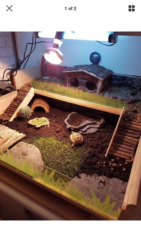 Turtles Tortoises o my! Python Terrarium, Tartaruga Habitat, Tortoise Terrarium, Airplant Terrarium, Turtles Pet, Desert Terrarium, Outdoor Tortoise Enclosure, Dragon Terrarium, Turtle Enclosure