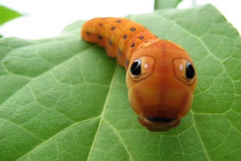 12 Weird and Wonderful Caterpillars | film-and-photo | Earth Touch ... Spicebush Swallowtail, Cool Bugs, A Bug's Life, Beautiful Bugs, Arthropods, Bugs And Insects, Love Bugs, Back To Nature, Weird And Wonderful