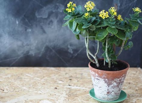 Why Is My Kalanchoe Leggy? (5 Common Causes) - The Practical Planter Kalanchoe Plant, Indoor Water Garden, Indoor Greenhouse, Big Plants, Parts Of A Plant, House Plant Care, Easy Plants, Different Plants, Photosynthesis