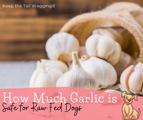 Learn about the amazing benefits of garlic for dogs (and humans), how best to food, how much to feed, and two great garlic supplements. Garlic For Dogs, Dangerous Foods For Dogs, Dog Vegetables, Benefits Of Garlic, Helping Dogs, Garlic Supplements, Flea Repellent, Raw Dog Food Diet, Dogs And Humans