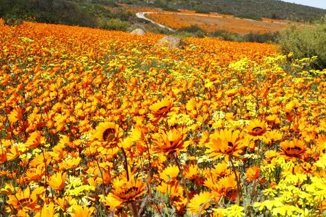 Blooming Now: The Wildflowers of Namaqua | AFKTravel Northern Cape, Summer Solstice, Big Sky, Nature Reserve, South African, Small Towns, Pumpkin Patch, South Africa, Succulent