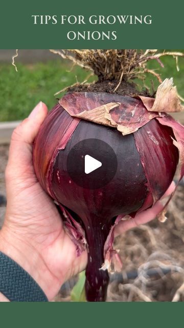 Jessica McCollum on Instagram: "Don’t forget to save this video for later 💚 Onions not growing big? Try these garden tips! Follow for more tips on how to grow your own food #gardentips #onions #growingonions #vegetablegarden #homegarden #backyardgarden #kitchengarden #growyourown #growyourownveggies #growfoodathome" How To Grow Onions, Onion Growing, Texas Garden, Growing Onions, Texas Gardening, Gardening Diy, Vegetable Gardening, Garden Tips, Grow Your Own Food