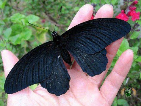 Black moth Melanistic Animals, Art Papillon, Papillon Butterfly, Moth Caterpillar, Beautiful Bugs, Black Animals, Bugs And Insects, Black Butterfly, 귀여운 동물