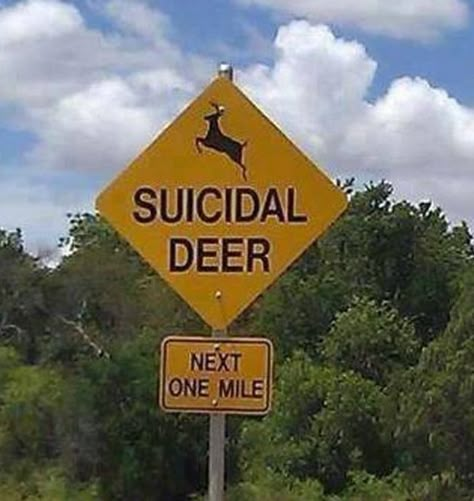 27 Road Signs That Make Zero Sense to Regular Folks - Wtf Gallery Funny Road Signs, Deer Signs, Funny P, Road Signs, Street Signs, Funny Signs, Bones Funny, Funny Photos, Make You Smile