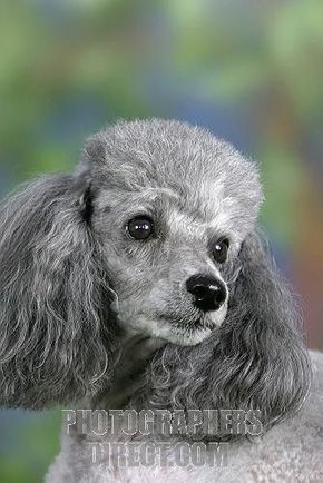 Poodle Photography, Toy Poodle Haircut, Anjing Poodle, Miniature Poodles, Silver Poodle, Poodle Hair, Poodle Haircut, Poodle Cuts, Toy Poodles