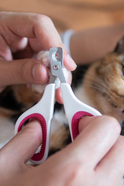 How Often Should I Trim My Cat's Nails? Trim Cat Nails, Cut Nails, Polydactyl Cat, Paw Care, Nail Trimming, Cut Cat, How To Cut Nails, Pet Wellness, Cat Garden