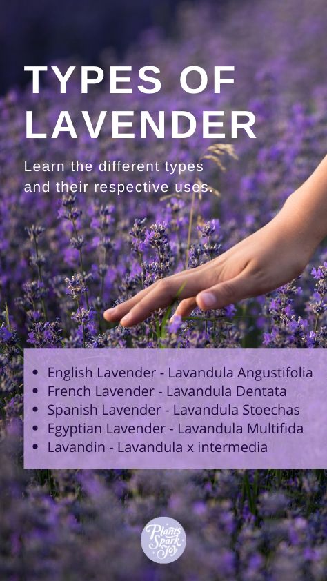 How To Grow Lavender, Benefits Of Lavender Plants, Types Of Lavender Plants, Phenomenal Lavender Plants, Phenomenal Lavender Landscaping, Types Of Lavender, Lavender Types, Lavender Plant Care, Lavender Varieties