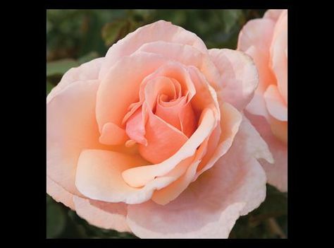 Mother of Pearl™ | Star Roses & Plants Roses Plants, Mother Of Pearl Rose, White Flower Farm, Rosa Coral, Shrub Roses, Pearl Rose, Rose Fragrance, Growing Roses, Hybrid Tea Roses