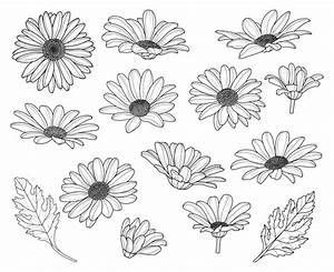 American Traditional Flower Tattoo, Tattoo Line Drawing, Drawing Daisy, Traditional Flower Tattoo, Daisy Flower Drawing, Flowers Silhouette, Daisy Drawing, Daisy Flower Tattoos, Plant Sketches