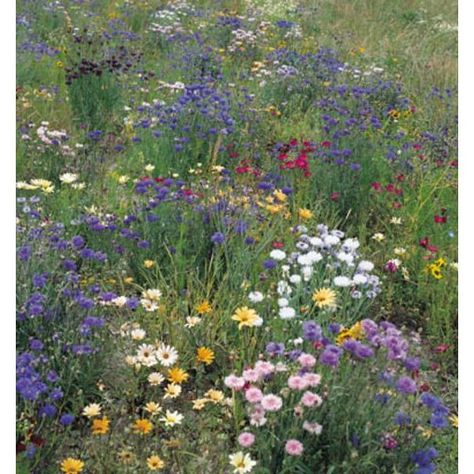 Hedgerow Flowers, Flowers Wild, Birds And Butterflies, Attracting Bees, Wildflower Seeds, The Favourite, Types Of Soil, Back Garden, Trees And Shrubs