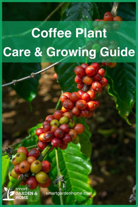 Grow your own coffee plant for fresh beans at home! These attractive plants thrive in bright, indirect light and high humidity. Regular pruning keeps them manageable, and in a few years, you can enjoy fresh coffee from your own beans. Learn more at Smart Garden and Home. Coffee Plant Care, Houseplants For Beginners, Growing Coffee, Coffee Plants, Best Houseplants, Make Your Own Coffee, Plant Care Guide, Bean Plant, At Home Coffee