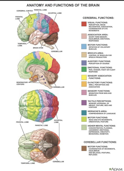 Brain Mapping Neuroscience, Neuroscience And Psychology, Brain Diagram Aesthetic, Neurodiagnostic Technologist, Neuroanatomy Notes, Neuroscientist Aesthetic, Neuropsychology Aesthetic, Neuro Psychology, Neurologist Aesthetic