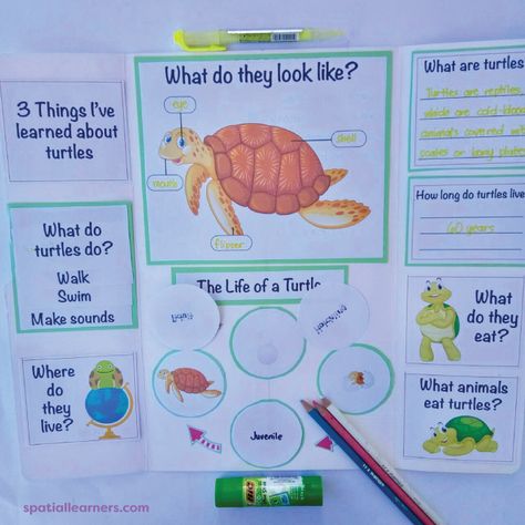 Turtles | Basic Facts About Turtles | Science - Spatial Learners Sea Turtle Project For School, Turtle Facts For Kids, Non Chronological Reports, Elementary Science Fair Projects, Turtle Facts, Land Turtles, Sea Activities, Turtle Conservation, Lap Book