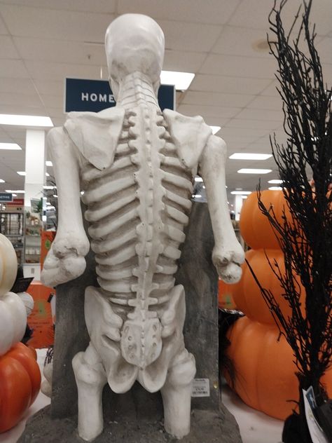 Skeleton From Behind, Halloween Skeleton, Halloween Skeletons, Skeleton, Halloween