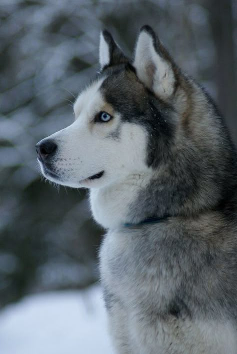 Husky Dog Types, Cute Husky Puppies, Husky Photos, Husky Pics, Dog Quotes Love, Cute Husky, Siberian Husky Dog, Siberian Husky Puppies, Siberian Huskies