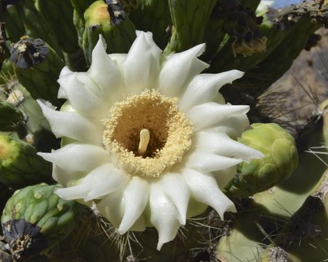 Saguaro Cactus Flower, Saguaro Flower, Flower Bookey, How To Grow Cactus, Flower Film, Cactus Pictures, Arizona Cactus, Cactus Planta, Blue Cactus