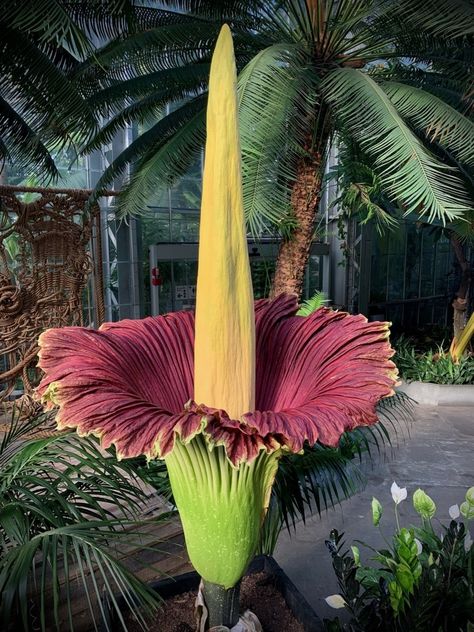 Corpse Flowers | United States Botanic Garden Aspen Flower, Scary Flowers, Corpse Plant, Textiles Nature, Rainforest Flowers, Titan Arum, United States Botanic Garden, Amorphophallus Titanum, Corpse Flower