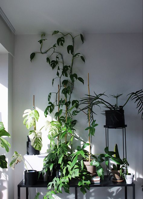 Inside House Plants, Philodendron Tortum, Wall Climbing Plants, Monstera Variegata, Indoor Vines, Rhaphidophora Tetrasperma, Easy Indoor Plants, Philodendron Florida, Anthurium Plant