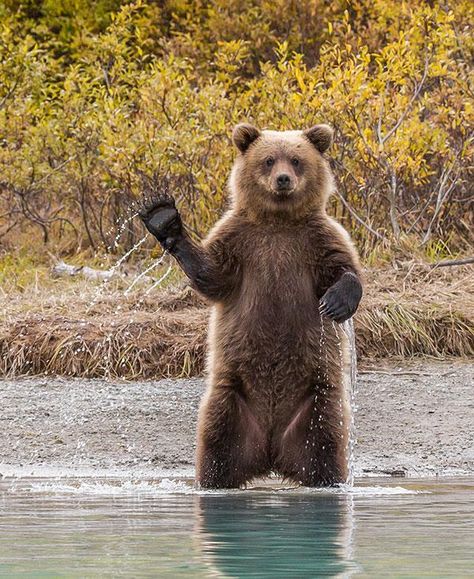 Wild Photography, Photography Awards, Wildlife Animals, Nature Photographs, Underwater Photography, Life Photo, Large Animals, Wild Life, Nature Images