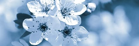 Blue Flower Banner Discord, Cute Blue Header, Twitter Header Flowers, Flower Discord Banner, Cute Blue Banner, Blue Widget Long, Blue Notion Cover, Soft Blue Banner, Blue Notion Header