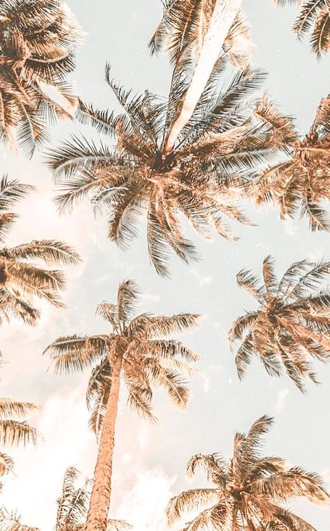 Athletic Wallpaper, Beachy Pictures, Beachy Wallpapers, Beach Wallpaper Iphone, Boho Background, Beautiful Summer Wallpaper, California Palm Trees, Wallpaper Iphone Boho, Beachy Aesthetic