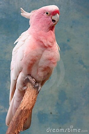 Pink Parrot | Pink Parrot Parrot Photo, Pink Parrot, Pink Cockatoo, Bird Cute, Bird Identification, Purple Bird, Australian Wildlife, Animal Head, Australian Birds