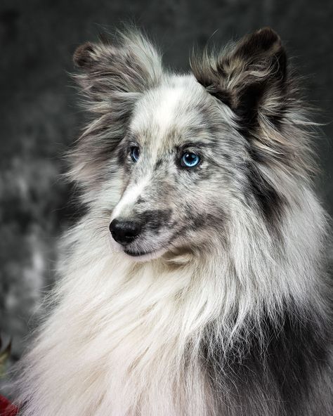 A bi-blue Shetland Sheepdog with blue eyes caused by the merle factor. Blue Merle Sheltie, Shetland Sheepdog Blue Merle, Sheltie Puppy, Shetland Sheepdog Puppies, Dog Dna Test, Sheep Dogs, Sheltie Dogs, Shetland Sheep, Dog Mixes