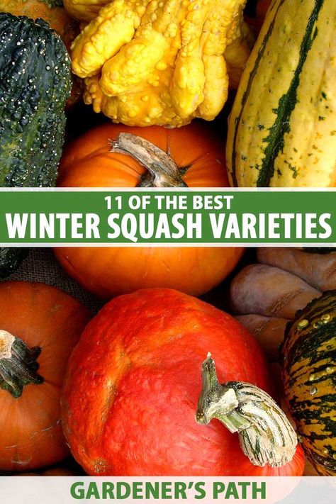 A close up vertical image of a pile of different types of winter squash. To the center and bottom of the frame is green and white printed text. Growing Winter Squash, Winter Squash Varieties, Squash Types, Growing Vegetables At Home, Winter Squash Recipes, Squash Varieties, Vegetable Garden Tips, Vegetable Garden Planning, Starting A Vegetable Garden