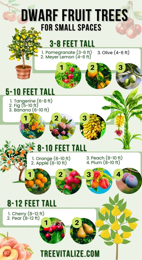 12 High Yield Dwarf Fruit Trees For Small Areas Fruit Garden Layout, Small Fruit Trees, Dairy Free Pizza, Fruit Tree Garden, Growing Fruit Trees, Vegetable Garden Planning, Backyard Vegetable Gardens, Gardening Inspiration, Veg Garden