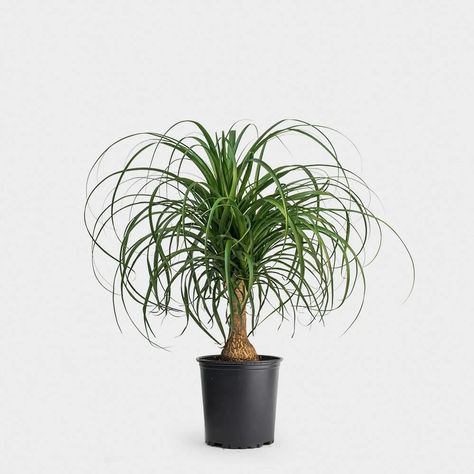 Greenery Unlimited | How to Care for a Ponytail Palm Plant Ponytail Palm Care, Palm Plant Care, Ponytail Palm Tree, Ponytail Palm, Chinese Money Plant, Floor Plants, Palm Plant, Organic Soil, Self Watering Planter