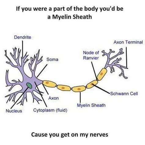 Psychology Puns, Psychology A Level, Psych Memes, Ap Psych, Lab Humor, Psychology Memes, Psych Major, Biology Humor, Ap Psychology