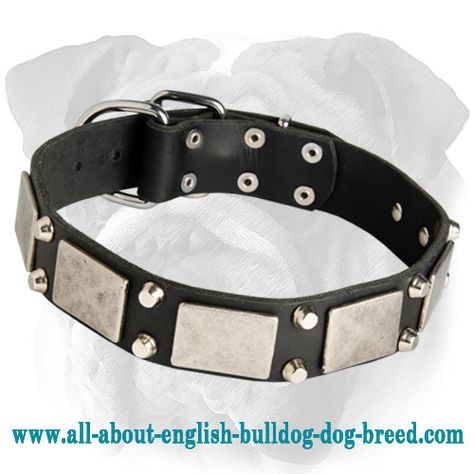 #Leather #English #Bulldog #Collar Decorated with Nickel Plates and Studs $69.90 | www.all-about-english-bulldog-dog-breed.com English Bulldog Collar, English Bulldog, Dog Breeds, Leather Bracelet, Bulldog, Collar, Dogs, Leather