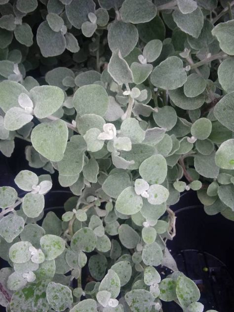 Helichrysum petiolare ‘Licorice’ – Hickory Hollow Nursery and Garden Center Helichrysum Petiolare, Summer Pots, Licorice Plant, Dragon Garden, Silver Plant, Plant Window, Ground Covers, Homestead Gardens, Plant Catalogs