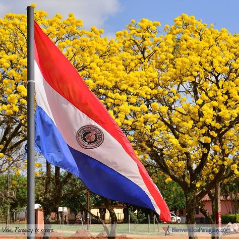 Paraguay Aesthetic, Paraguay Flag, Vision Boards, Eu Flag, Country Flags, Umbrella, Vision Board, Flag, Collage