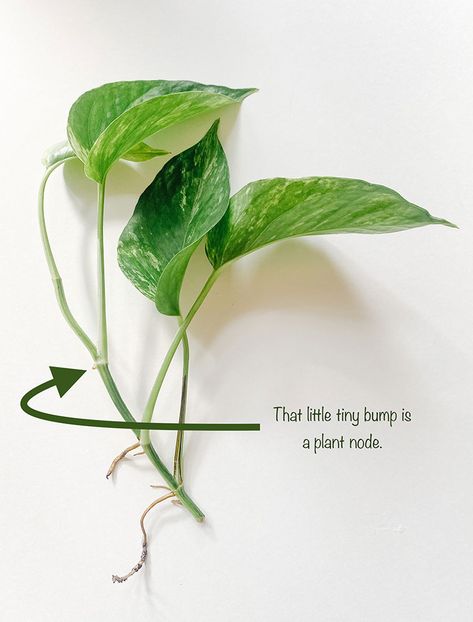 A Pothos is probably the easiest plant you can propagate, making it a great choice for beginners! To propagate this plant:  Find a piece of your pothos that has started to vine and look for the little nodes on the stem and cut a 3-inch piece. Pothos and trailing plants have root nodes just below each leaf. ... How To Grow A Plant From A Clipping, Where To Cut Pothos To Propagate, Pothos Trailing Ideas, Plant Nodes, Pothos Plant Propagation, Vine Propagation, Trailing Pothos, Pothos Propagation, Garden Home Design