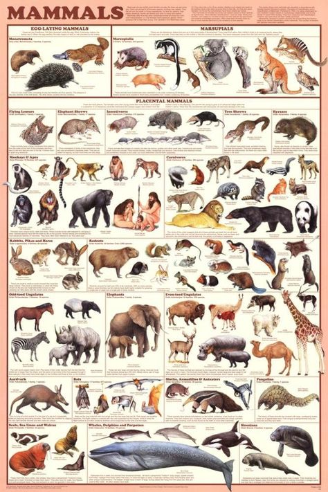 Animal Kingdom Classification, Animals Classification, Kingdom Classification, Monthly Art Challenge, Mammals Activities, Groups Of Animals, Wildlife Biology, Science Chart, Wall Art Animals