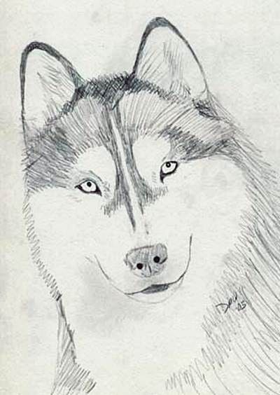 Simple Dog Drawings, Pencil Shading For Kids, Dog Sketch Easy, Dog Pencil Drawing, Husky Drawing, Drawings In Pencil, Dogs Drawing, Dog Drawing Simple, Back Images