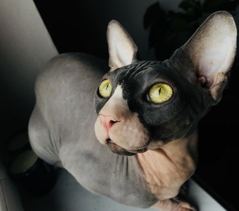 Thanks to Hanna Listek for making this photo available freely on @unsplash 🎁 Dog Cat Pictures, Sphinx Cat, Cat Blanket, Best Dog Training, Hairless Cat, Free Cats, Dog Biting, Sphynx Cat, Cat Tee