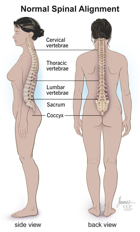 Spine Structure & Function: Parts & Segments, Spine Problems, Spine Health Importance Of Yoga, Forward Head Posture Exercises, Small Bones, Spine Problems, Thoracic Vertebrae, Neck And Shoulder Muscles, Healthy Spine, Forward Head Posture, Spinal Nerve