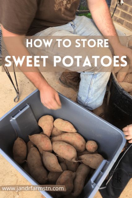 Freezing Sweet Potatoes How To, Freeze Sweet Potatoes How To, Curing Sweet Potatoes, Root Vegetable Storage Ideas, How To Store Sweet Potatoes Long Term, Storing Sweet Potatoes For Winter, Sweet Potato Storage, Preserve Sweet Potatoes, Freezing Sweet Potatoes Raw