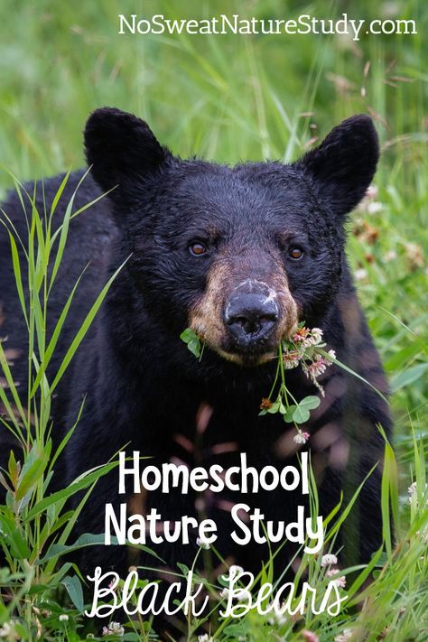 Black Bear Nature Study for Homeschool Families - Our Journey Westward Bear Activities For Kids, Bears Preschool, Homeschool Nature, Bear Species, Homeschool Nature Study, Scientific Facts, Animal Life Cycles, Nature Studies, American Black Bear