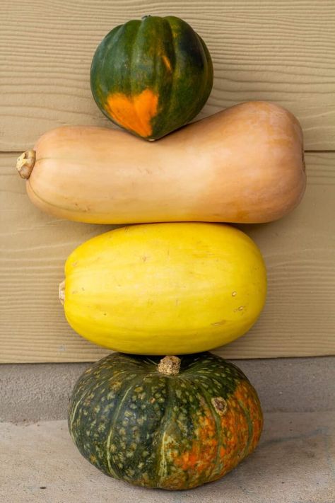 Different Squash Types, Different Kinds Of Squash, Squash Types, Winter Squash Varieties, Buttercup Squash, Squash Varieties, Austin Food, Local Grocery Store, Butternut Squash Recipes