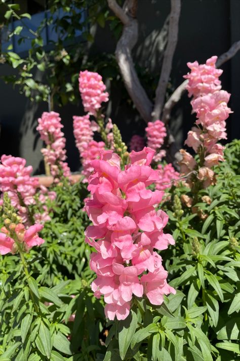 Snap Dragon Flowers Aesthetic, Snapdragons Aesthetic, Snapdragon Flowers Aesthetic, Snapdragon Aesthetic, Snapdragon Garden, Pink Snapdragon, Snap Dragon, Snapdragon Flowers, Flower Farming