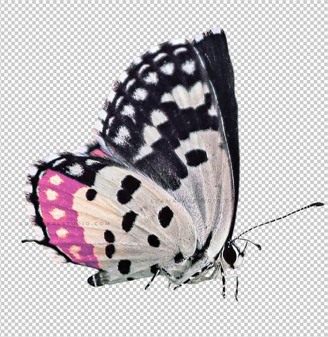 Cutout Aesthetic, Pet Rescue Saga, Butterfly Cutout, Dark Academia Cottagecore, Cottagecore Grunge, Side Angle, Transparent Background Image, Iconic Wallpaper, Aesthetic Shop