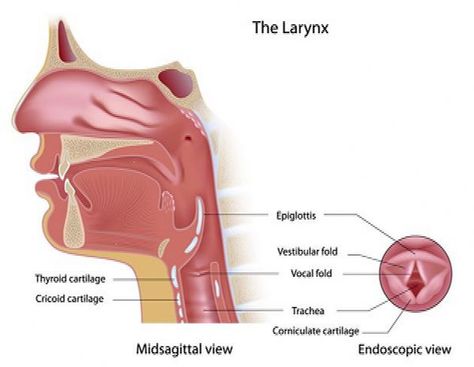 #Ailments #SelfCare #Natural #Home #for #HealthyLiving #Remedies #Solutions #FitLife #Common #HealthyLifestyle Larangitus Remedies, Larengitous Remedies, Healthy Liver Diet, Liver Diet, Effective Workout Routines, Body Workout At Home, Receding Gums, Diy Remedies, Healthy Liver