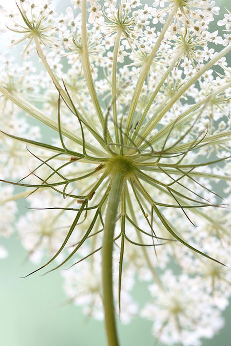 Wild Carrot, Queen Anne's Lace Flowers, Daucus Carota, Queen Anne's Lace, Queen Annes Lace, Orchid Plants, Botanical Beauty, Nature Girl, Lace Flowers