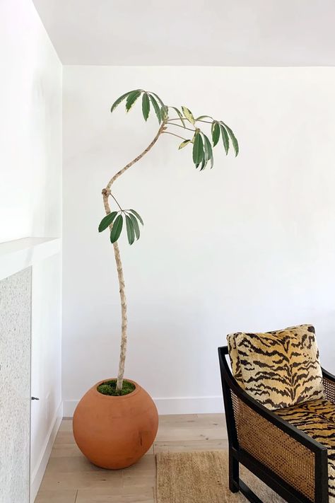 Tall Plant For Bedroom, Japanese Indoor Plants, Interior Design With Plants, Indoor Tree Plants, Wall Hangings Ideas, Plant Space, Styling Plants, Plants Holder, Beautiful Indoor Plants