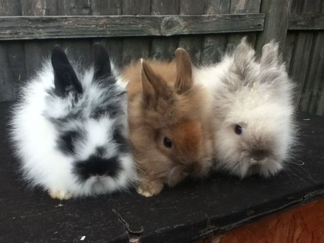 Pinterest: Nuggwifee☽ ☼☾ Bunny Lionhead, Lion Head Bunny, Lionhead Bunny, Lionhead Rabbit, Mini Lop, Pet Bunny, Bunny Pictures, Bunny Rabbits