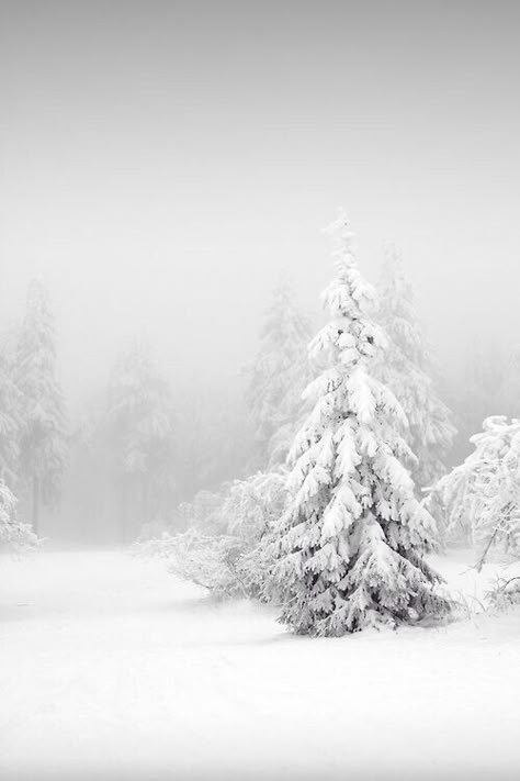 Snow tree Walking In A Winter Wonderland, I Love Snow, Snow Covered Trees, Beauty Of Winter, I Love Winter, Ice Snow, Seasons Winter, Love Winter, Winter Love